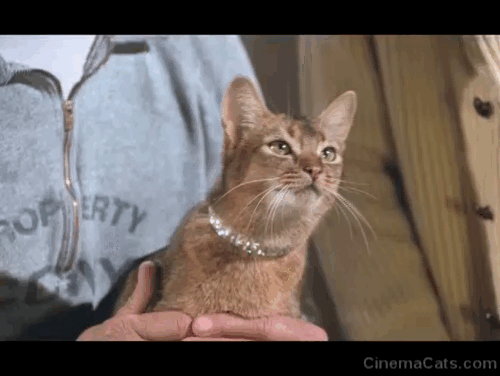 The Cat From Outer Space - alien cat Jake Abyssinian Rumple controlling pool game with collar animated gif