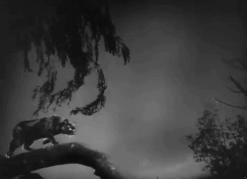 The Catman of Paris - black cat climbing down from tree animated gif