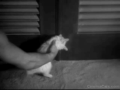 Chandu the Magician - white kitten outside door animated gif