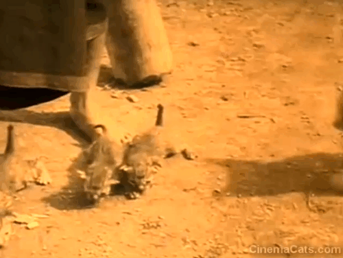 Chang - grey mama cat picking up kitten animated gif