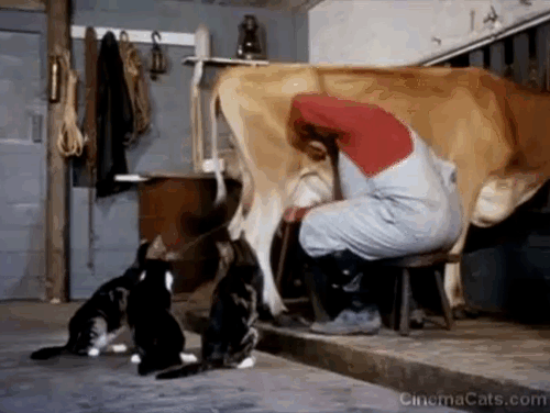 Charlie, the Lonesome Cougar - tabby and tuxedo cats drinking squirted milk from man milking cow animated gif