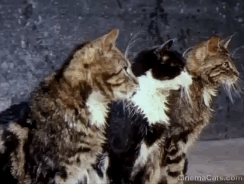 Charlie, the Lonesome Cougar - tabby and tuxedo cats looking back and seeing Charlie cougar then running away animated gif