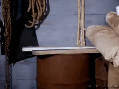 Charlie, the Lonesome Cougar - tuxedo cat popping up then back down into barrel animated gif