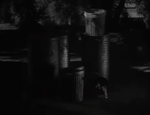 Checkmate - Death Runs Wild - Beatrice Anne Baxter and Jed Doug McClure watch tabby cat jumping out from trash can animated gif