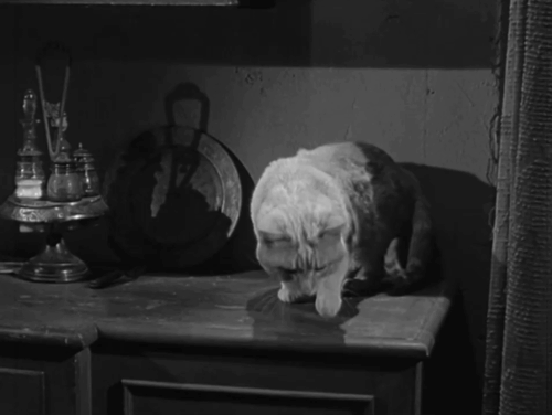 Cheyenne - The Durango Brothers - ginger tabby cat Orangey tasting spilled oatmeal then hissing and leaving watched by Cheyenne Clint Walker, Lottie Sally Kellerman, Calhoun Jack Elam, Homer Mickey Simpson, Obed Charles Briggs and Ma Ellen Corby animated gif