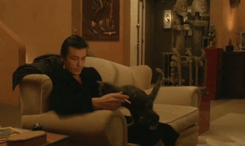 Le Choc - The Shock - Terrier Christian Alain Delon playing with gray cat Soudan animated gif