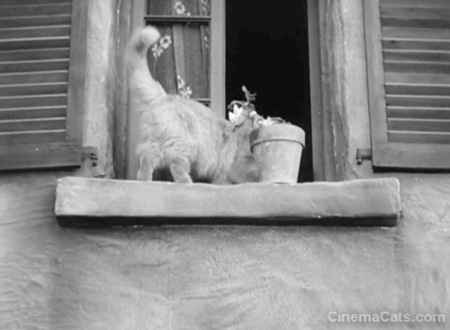 City Lights cat knocks pot off windowsill animated gif