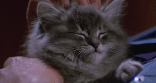 City of the Living Dead - Paura nella città dei morti viventi - Sandra Janet Agren petting fluffy grey tabby kitten animated gif