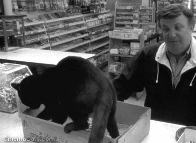 Clerks - black cat covers up poop in litter box on counter in front of customer animated gif
