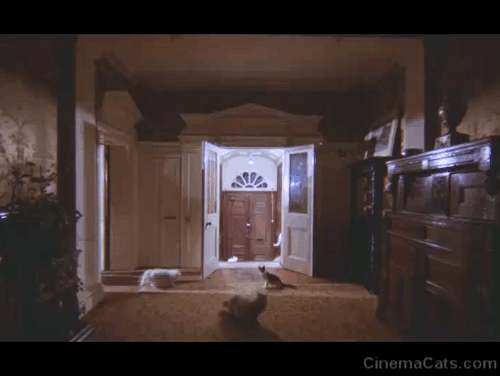 A Clockwork Orange - Alex Malcolm McDowell running through hall to front door startling numerous cats animated gif