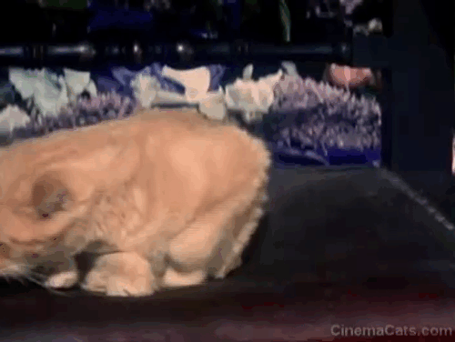 The Comedy of Terrors - Rhubarb Cleopatra ginger putting paw over ear animated gif