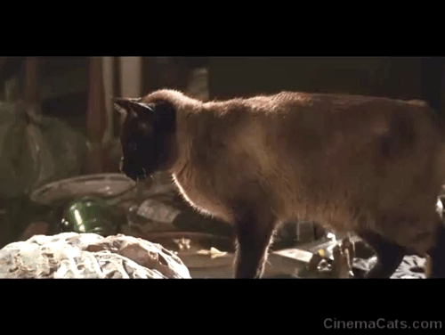 La Communidad - Common Wealth - Siamese cat walking onto decaying body of dead man animated gif