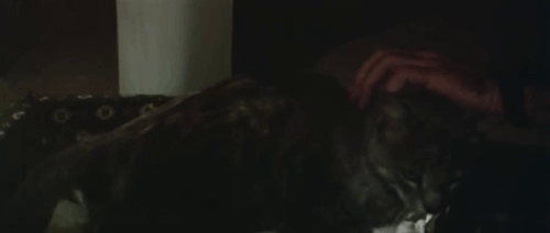 Il Commissario Verrazzano - gray tabby cat Ciro being petted animated gif