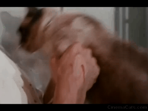 The Corpse Grinders - Siamese cat Baby Doll attacking Dr. Glass Sean Kenney animated gif