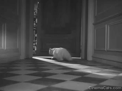 Corridor of Mirrors - longhair white cat Blanche being chased from room and down hall by Mifanwy Edana Romney animated gif