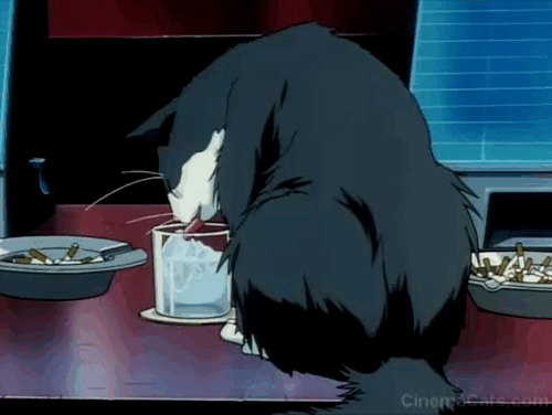 Coyboy Bebop - Heavy Metal Queen - gray and white cat Zeros licking drink on bar