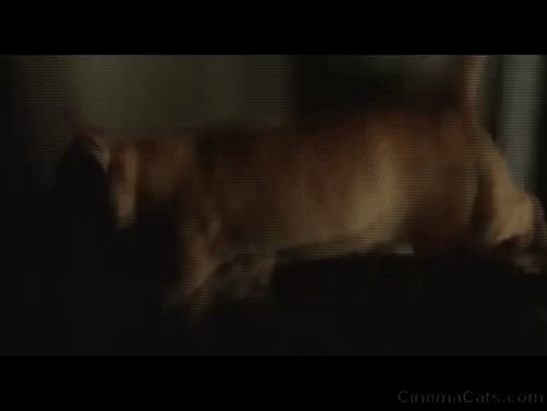 Crackers - orange tabby cat climbing into coal chute