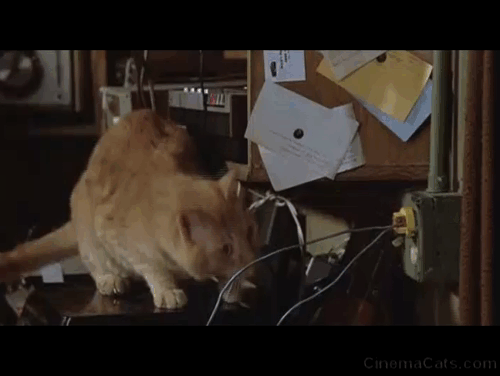 Crackers - orange tabby cat pawing at wire setting off explosion of safe door