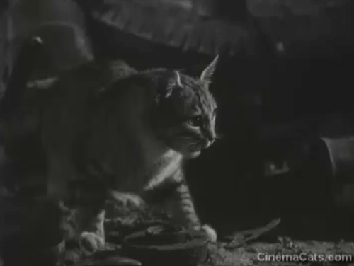 The Crawling Hand - tabby and gray and white cats fighting in scrap yard animated gif