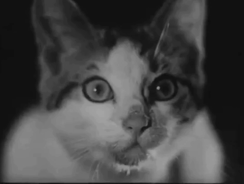 Cross of Love - Rakkauden risti - close up of tabby and white kitten looking at clock pendulum animated gif