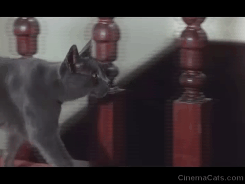 Crucible of Horror - gray cat walking near stair railings and at top of step animated gif