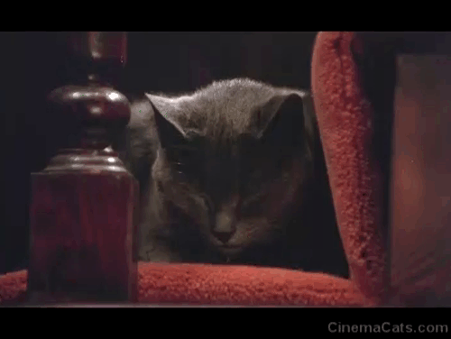 Crucible of Horror - gray cat sitting on carpeted stair step as woman passes animated gif