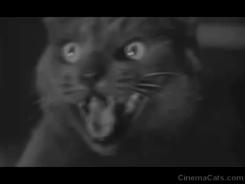 Curse of the Demon - grey Grimalkin cat changing into jaguar and attacking Dr. Holden Dana Andrews animated gif