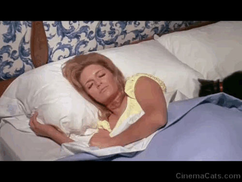 Daddy's Gone A-Hunting - black cat Prissy Bobbie Inn with Cathy Carol White in bed animated gif