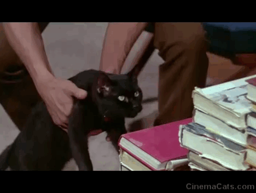 Daddy's Gone A-Hunting - black cat Prissy Bobbie Inn climbing up then falling off book staircase animated gif