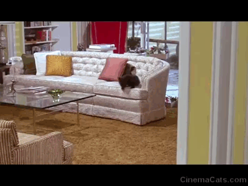 Daddy's Gone A-Hunting - black cat Prissy Bobbie Inn climbing stairs animated gif