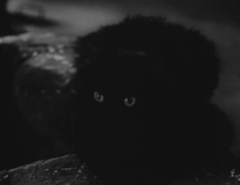 Daniel Boone - Daughter of the Devil - Kresson Mario Alcalde picking up and petting longhair black cat animated gif