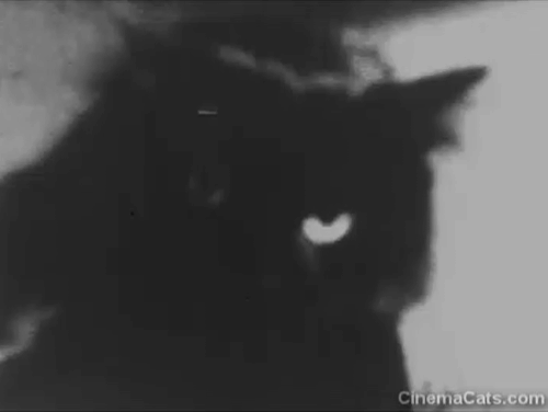 Darker Than Night - longhair black cat Bécquer and Aurora Susana Dosamantes falling on bed and bouncing corrected footage animated gif