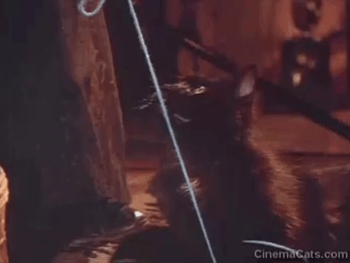Darker Than Night - longhair black cat Bécquer playing with yarn and petted by elderly woman's hand animated gif