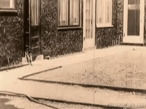 Daydreams - tuxedo cat arching back at dog outside then walking away animated gif