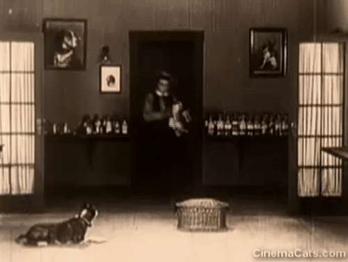 Daydreams - Buster Keaton places tuxedo cat in basket and then walks away with basket leaving cat on floor with dog animated gif