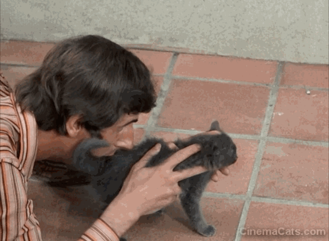 Day for Night - Bernard Menez pushing kitten animated gif