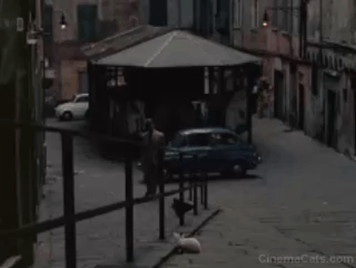 The Day of the Jackal - white kitten with black markings on street arching back as the Jackal Edward Fox passes animated gif