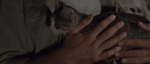 The Dead are Alive - L'etrusco uccide ancora - small tabby and white cat jumping from lap of Jason Alex Cord before arching back and hissing animated gif