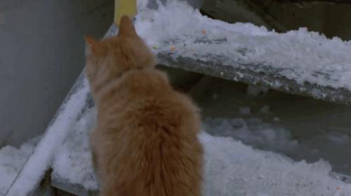Deadly Eyes - longhair ginger tabby cat walking between pallets animated gif