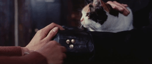 Death Walks on High Heels - La morte cammina con i tacchi alti - Hallory Luciano Rossi holding calico cat with Peggy Rachela Pamenti at bar animated gif