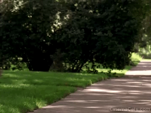 Dennis the Menace - cats running into each other on sidewalk animated gif