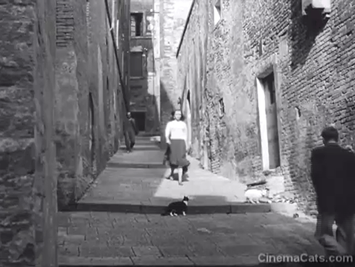 Deported - Gina Marina Berti walking down street toward black and white tuxedo cat animated gif