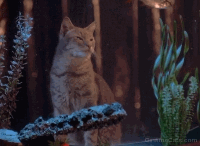 Desperately Seeking Susan - gray tabby cat licking aquarium glass animated gif