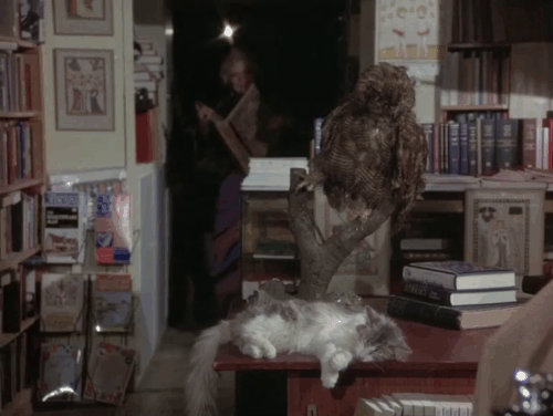 Devil Dog the Hound from Hell - shopkeeper Gertrude Flynn walking from back of shop and passing longhair gray and white cat on desk to give book to Mike Richard Crenna animated gif