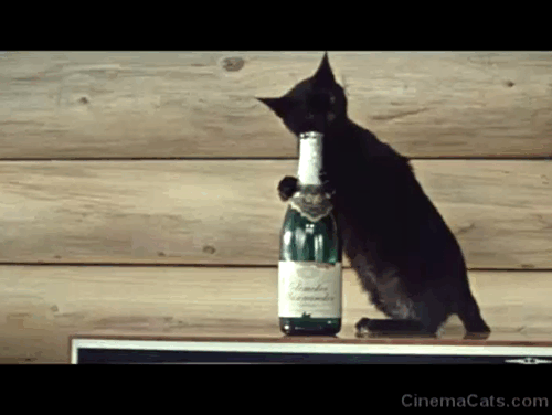 The Diamond Arm - black cat chewing on top of champagne bottle animated gif