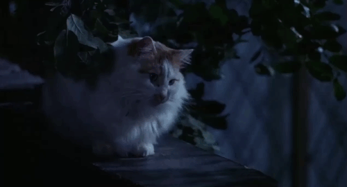 Diamonds for Breakfast - longhair ginger and white cat walking along wall animated gif