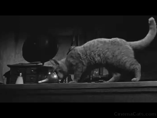 The Diary of Anne Frank - Mouschi orange tabby cat Orangey pushing funnel with face and back animated gif