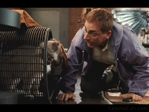 Dinner for Schmucks - Himalayan cat meowing with Barry Steve Carell animated gif
