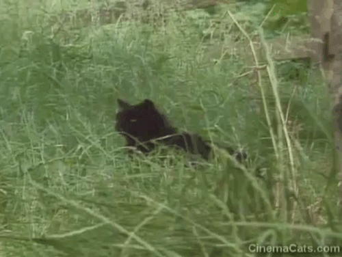 Doctor Who - Survival - animatronic black cat Kitling hissing in grass animated gif