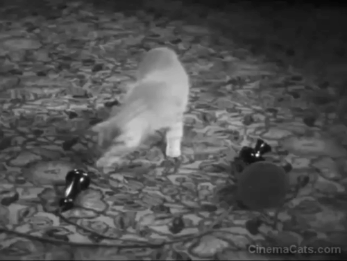 Dollar Dizzy - cat faints listening to phone animated gif